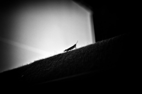 Glimpses of a Nightmare