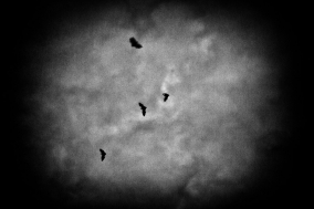Glimpses of a Nightmare