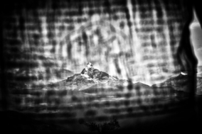 Glimpses of a Nightmare