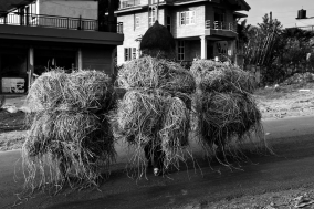 Human Pack Mules