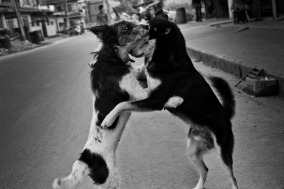 Love and other Disasters