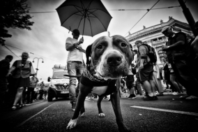 Regenbogenparade Vienna 2017
