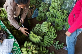 The Banana Girl