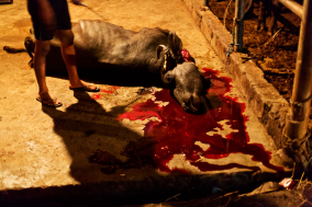 The Slaughterhouse